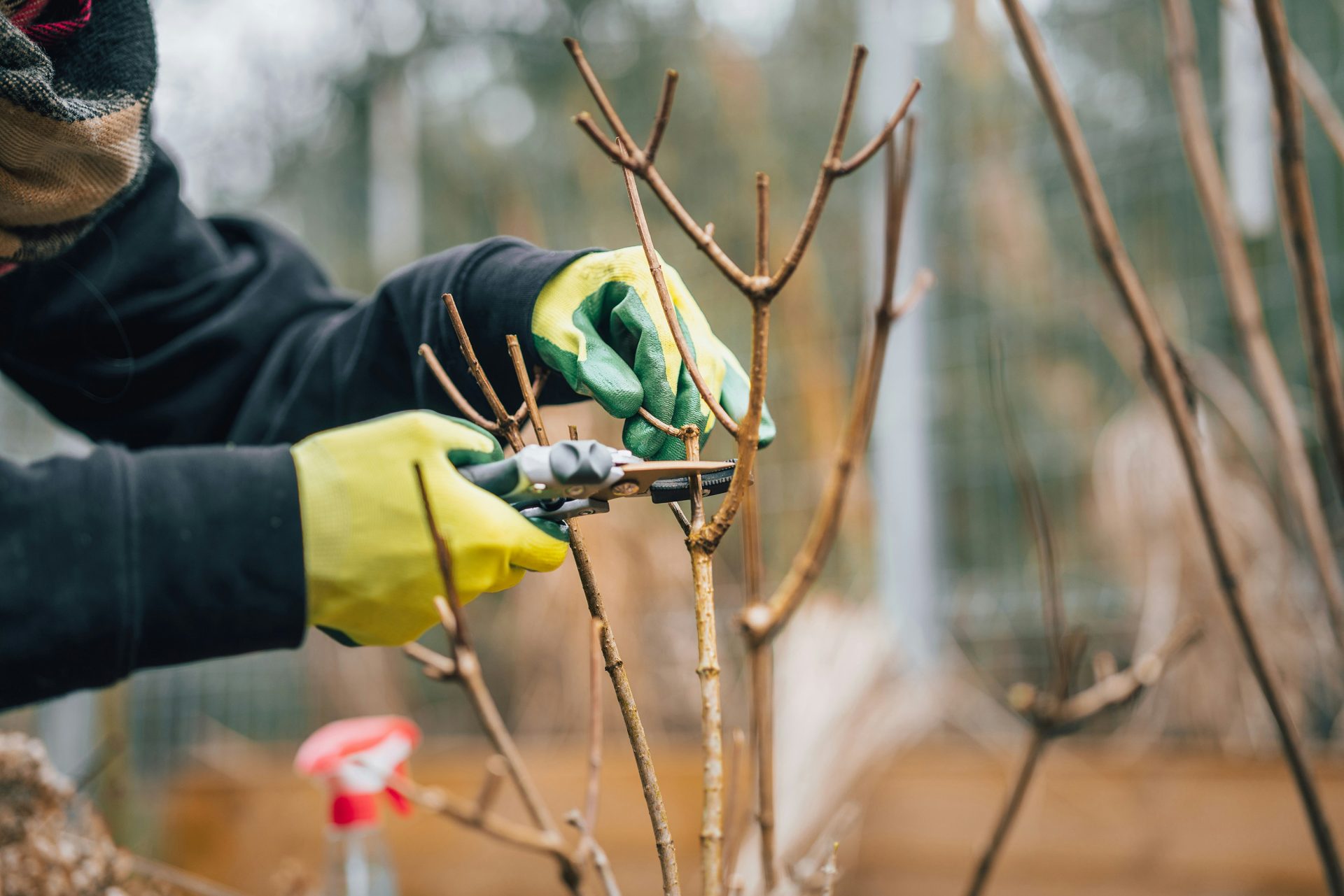 une personne qui taille un arbre avec une paire de gants